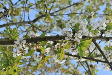 sweetcherry flowers