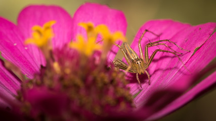 Spider with flower.