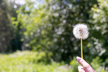 Happy beautiful woman blowing dandelion over sky background, having fun and playing outdoor, teen girl enjoying nature, summer vacation and holidays, young pretty female holding flower, wish concept