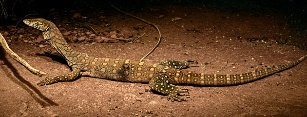 Northern Pilbara rock monitor on the ground. Latin name - Varanus pilbarensis