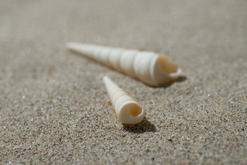 砂浜と貝殻