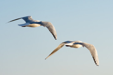 two gulls fly into the distance