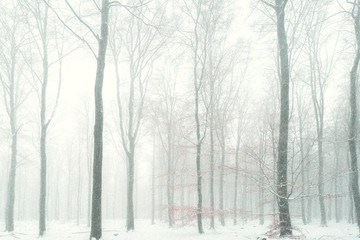 Naklejka premium Winter Wald