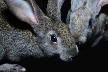 Detail of two large and furry rabbits on a black background