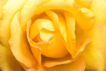 dark yellow rose flower close up