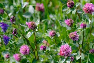 Blumenwiese mit Klee