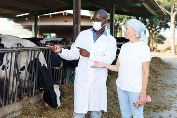 Veterinarian and farmer cows at farm