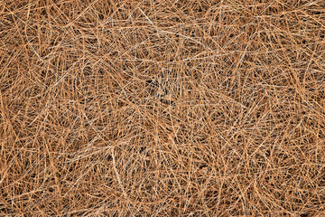 Needles of a black pine coniferous tree, dry,  top view background or backdrop element.
