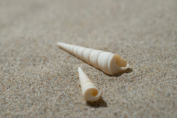 砂浜と貝殻