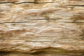 Plakat Timber natural background, petrified wood surface.