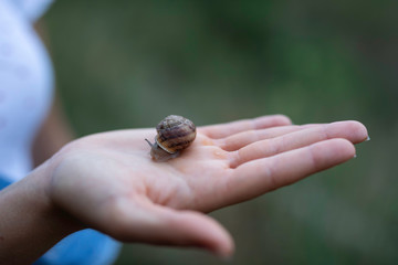 Woman hand holding a snail outdoors closeup shot