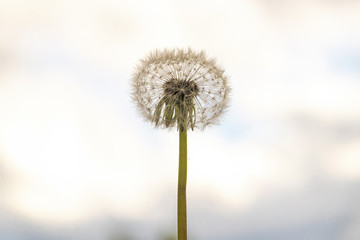Ripe dandelion against the sky. Fluffy round white whole head of ripe dandelion on the background of the sunny sky Dandelion seeds ready to fly to the sky