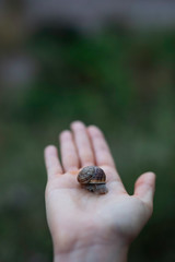 Woman hand holding a snail outdoors closeup shot
