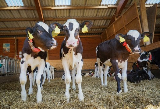 K&auml;lber im K&auml;lberlaufstall mit Stroheinstreu