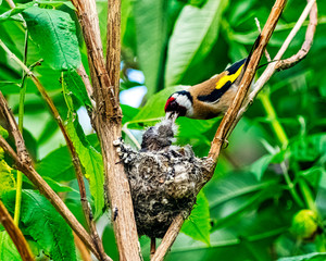 European goldfinch (Carduelis carduelis) nest with chicks - London, United Kingdom