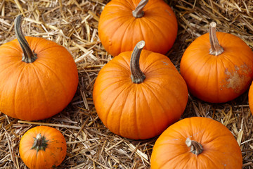 Orange halloween pumpkins on stack of hay or straw