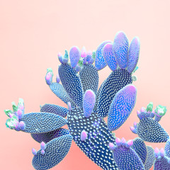 Cactus Blue colored on coral background. Fashion, minimalism. Contemporary Art gallery Style....
