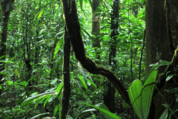vue sur la jungle intacte magnifique et mystique de la Guyane française. branches d& 39 arbres moussus et plantes sur fond de forêt tropicale verte.