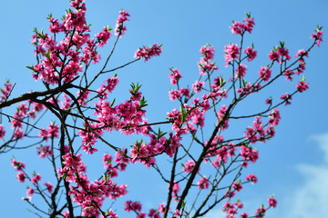 Sakura cherry blossoms. North Korea