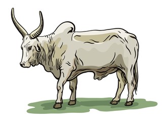 color bull drawn by hand. livestock. cattle. animal grazing