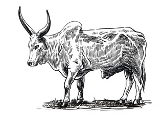 sketch of bull drawn by hand. livestock. cattle. animal grazing