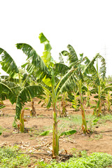 banana field forming in lands