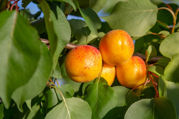 Apricots on a tee branch during summer sunny day
