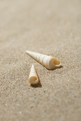 砂浜と貝殻
