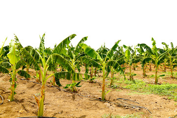 banana field forming in lands