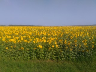 Obraz premium flowers