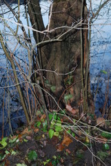 Baum am Schlachtensee Berlin im Herbst