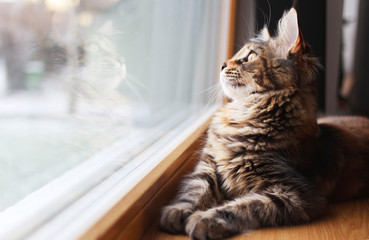 portrait of a beautiful adorable young maine coon kitten cat sitting on a window sill  