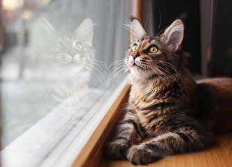 portrait of a beautiful adorable young maine coon kitten cat sitting on a window sill  with a...