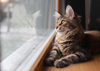 portrait of a beautiful adorable young maine coon kitten cat sitting on a window sill  