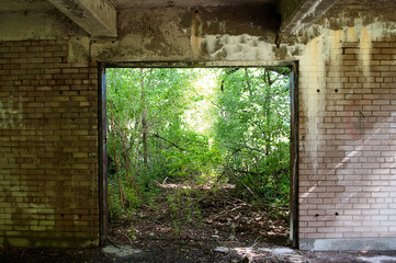Fototapeta na wymiar Forest Through Ruins
