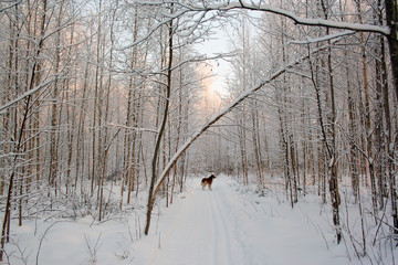 Obraz premium dog in snowy winter forest background. a hike in empty winter woods with dog.