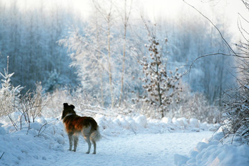 Fototapeta na wymiar dog in snowy winter forest background. a hike in empty winter woods with dog.