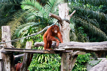 swing, asia, hominid, expression, orang, young, primitive, creature, swinging, utan, looking,...