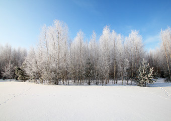 beautiful pastel blue rural winter landscape with trees in distance and empty sky copy space. Winter wonderland concept