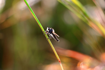 Macro photo of an insect