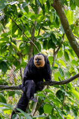 Saki Monkey, black fur with white face