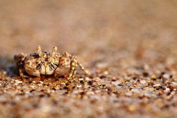 sea scorpion lying on beach sand