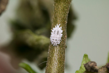Macro photo of small creature
