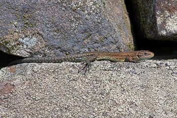 Juvenile Common Lizard (Zootoca vivipara) basking on lichen covered stone wall