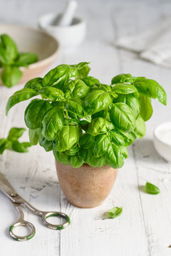 Home grown basil. Fresh young basil in a pot