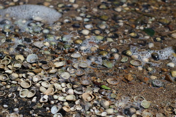 Fresh water oyster sells