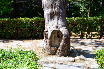 Obraz premium tree in a park