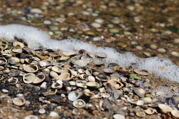 Fresh water oyster shells