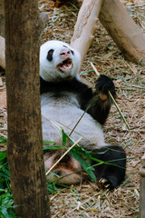 Obraz premium Singapore, 2 Aug 19: Pandas (Jia Jia and Kai Kai) in River Safari enclosure
