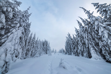 Beautiful winter landscape. Dense mountain forest with tall dark green spruce trees, path in white clean deep snow on bright frosty winter day.